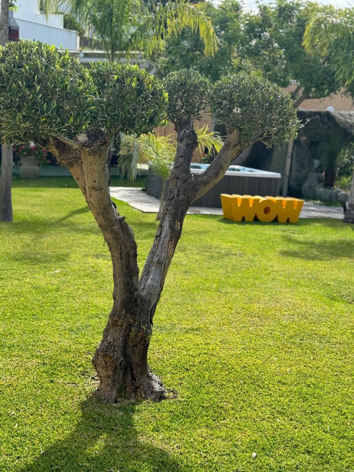 Hotel Parco Delle Agavi Форио Экстерьер фото